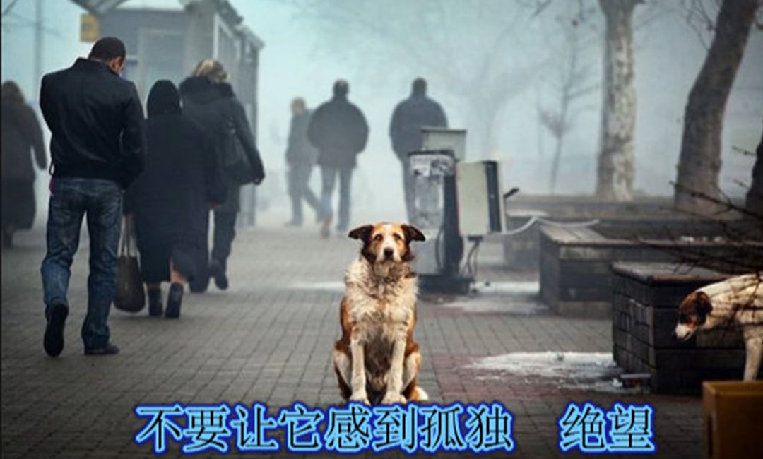 嘉定嘉定爱影圈微博微信转发案例